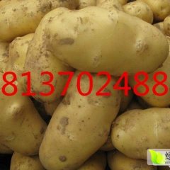 夏邑郭庄种植荷兰土豆上万亩