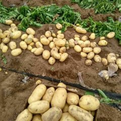 河南夏邑荷兰十五土豆品质优良
