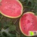 河南夏邑8424西瓜著名品牌
