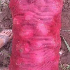 2018河南焦作洋葱新鲜上市