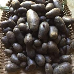 四川德阳紫土豆现在已经开始挖了