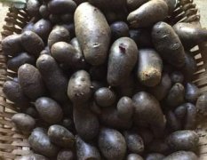四川德阳紫土豆现在已经开始挖了