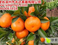 贵州红美人苗(爱媛28号柑橘苗)什么时候种比较好