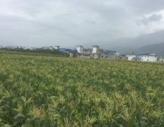 盈江本地区种植甜玉米多年，种植经验丰富