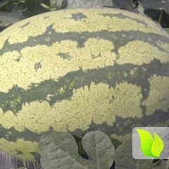 金城5号西瓜上市价格 陕西金城5号西瓜价格