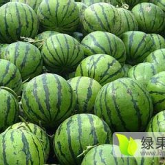好消息，好消息，大棚西瓜陆续上市