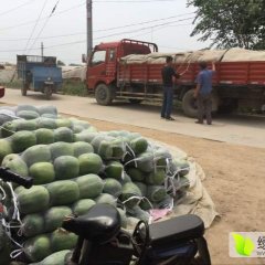 董杜庄镇大棚冬瓜 孙经理欢迎你