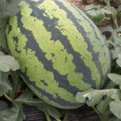 陕西大荔万亩西瓜种植基地