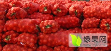 山东安丘本地早熟品种黄皮洋葱已大量市