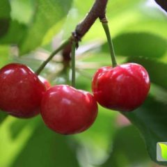 陕西大荔红灯樱桃 外表色泽鲜艳、晶莹美丽