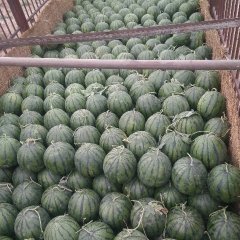 河北清苑京欣西瓜 皮毛好，甜度高