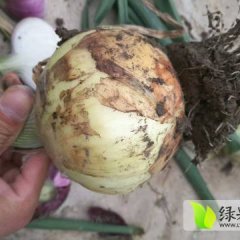 郯城洋葱 诚交心，诚交天下朋友