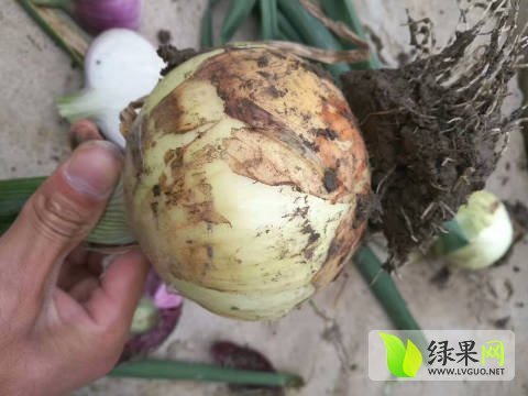 2017年山东郯城黄皮洋葱价格