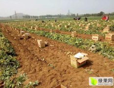 山东肥城地区春季新土豆大量供应中