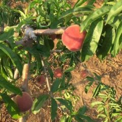 宜城市 新街村的 桃子已经正式上市