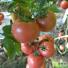 济南市商河县孙集镇，西红柿种植历史悠久