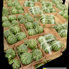 惠民陆地西瓜大量上市中