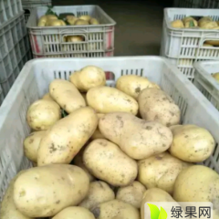 快来发财了！惠民土豆 万亩土豆以大量上市