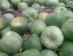 禹城甜瓜 今年的绿宝甜瓜种植面积大