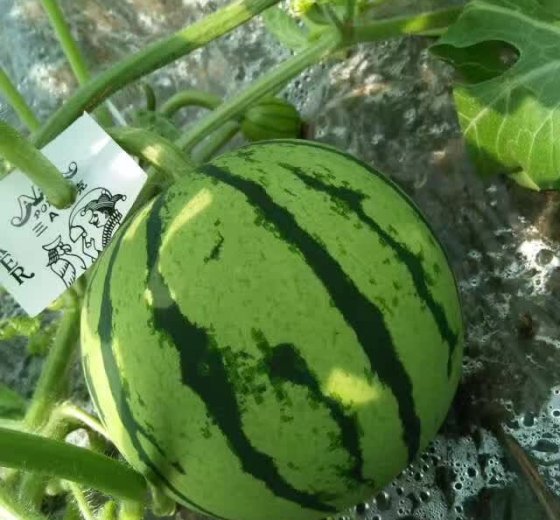 麒麟西瓜价格