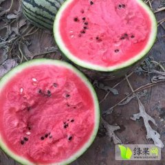 印尼专家培育的早熟类型甜王西瓜