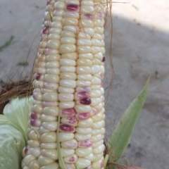 广西合浦糯玉米大包 没包起码六俩以上