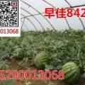 郸城西瓜 早佳8424西瓜种植基地，瓜甜