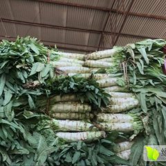 河北保定现有莴笋 大量上市
