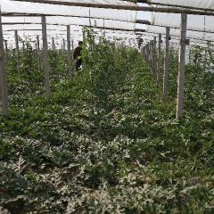 2017年宏润果蔬专业合作社大棚西瓜陆续上市