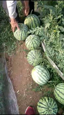 2017年江苏沭阳8424西瓜价格