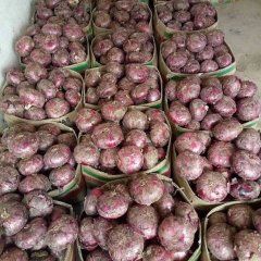 2017郯城洋葱 交通便利、采购便捷
