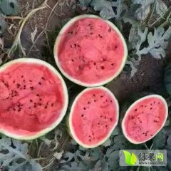 河北省保定市清苑县小吕京欣华欣系列西瓜