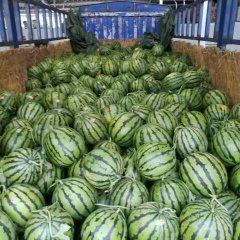 陕西京欣西瓜大量供应中