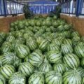 陕西京欣西瓜大量供应中