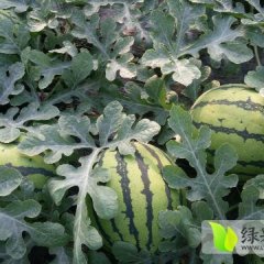 陕西冠龙西瓜惠农西瓜已经大量上市