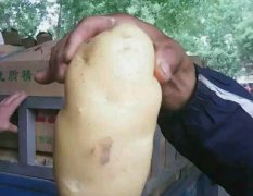 邹城土豆 70余亩露天土豆即将成熟