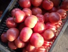 2017饶阳西红柿 冷棚西红柿每年五月大量上市