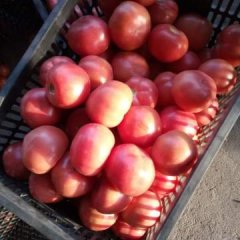 2017饶阳西红柿 冷棚西红柿每年五月大量上市