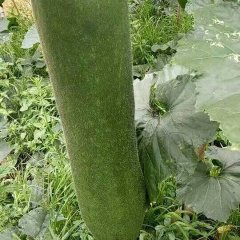 这样的瓜没几户了新老客户们先下手为强
