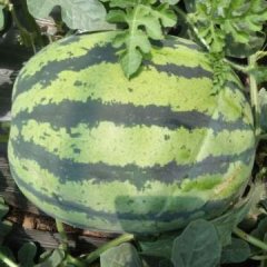 蒲城西瓜 本人常年代办蒲城西瓜，已陆续上市