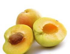 河北深州杏是入夏后第一个上市的鲜果