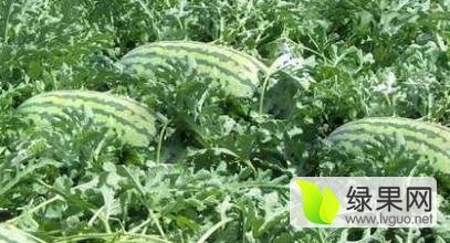 蒲城西瓜火热销售中