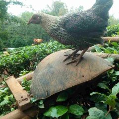 2017盈江产地环境优美，空气清新