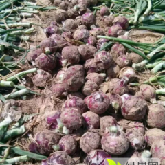 紫皮洋葱