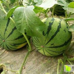 河北省保定市清苑大棚西瓜上市中