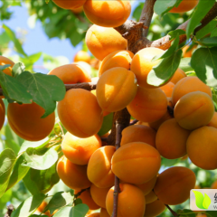 济宁嘉祥供应金太阳杏基地