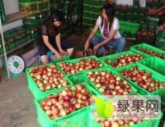 陕西大荔县中油12油桃现已大量成熟