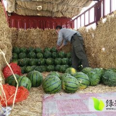清苑县宏润果蔬专业合作社大棚西瓜陆续上市