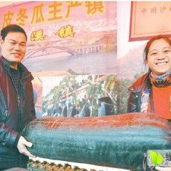 广东英德 大量供应黑皮冬瓜