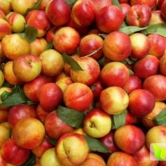 安徽来安油桃大上市！欲购从速